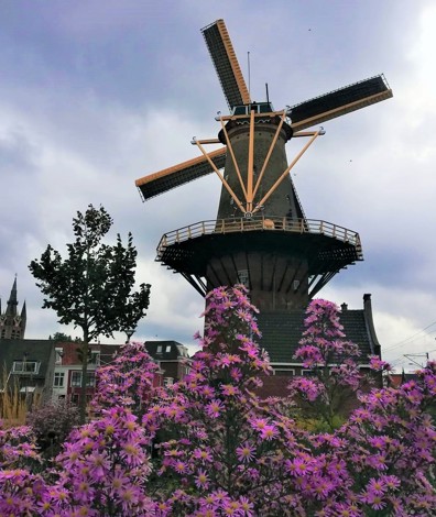 Molen De Roos in Delft aan de buitenkant