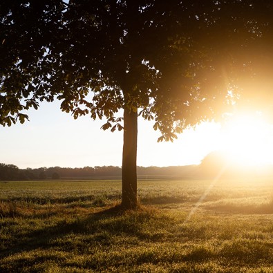 Boom met zon en grasveld