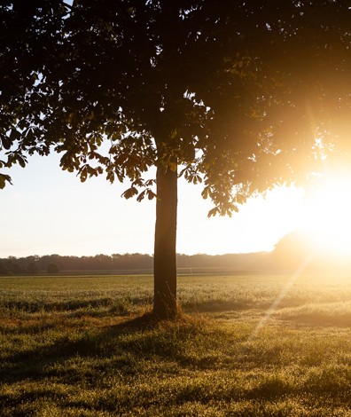 Boom met zon en grasveld