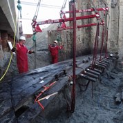 Foto van scheepswrak SL8 op het moment van berging. Foto: ADC Maritiem/Archeologie Rotterdam (BOOR)