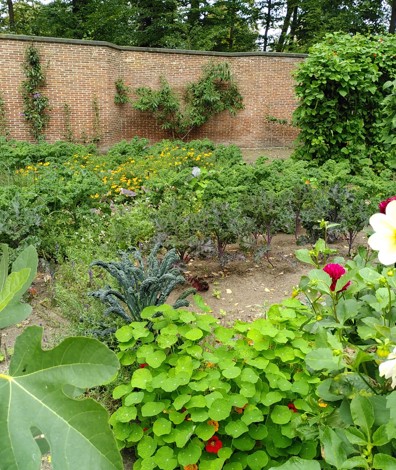 De moestuin van de buitenplaats Berbice