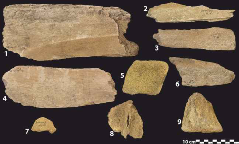 Archeologische walvisbotten uit Vlaardingen (Ary Koplaan). 1-6. Grijze walvis, 7-8. Tuimelaar/Gewone dolfijn/ Gestreepte dolfijn/Witsnuitdolfijn, 9. Blauwe vinvis.